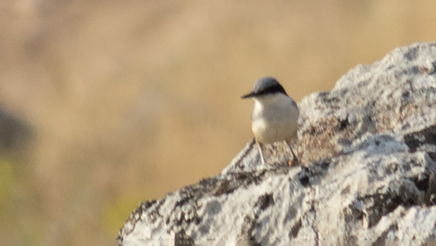 Eastern Rock Nuthatch